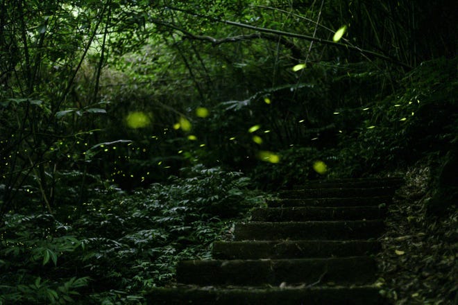 May 7, 2024: A long exposure photo shows a swarm of fireflies at Longgang Trail in Keelung on May 7, 2024. The firefly season in Taiwan usually starts in late April and lasts through early May.