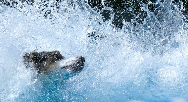 May 11, 2024 : A dog participates in Dock Diving during the 148th Annual Westminster Kennel Club Dog Show at USTA Billie Jean King National Tennis Center in New York City.