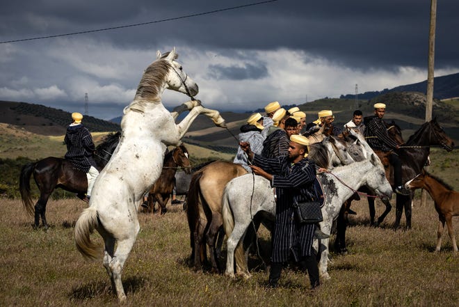 May 17, 2024: A rider from the Beni Arous tribe interacts with his horse during the traditional equestrian game and performance 'Mata', near the village of Znied in Morocco's Larache province.