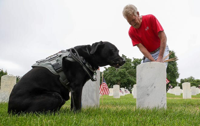 May 24, 2024 : Service dog, Johnny Cash, waits for his owner, Vietnam veteran John Wells, as he places a flag at a grave at Cave Hill Cemetery in Louisville. Hundreds joined in paying tribute to fallen soldiers at the cemetery by placing a flag at their headstone. 6100 in total